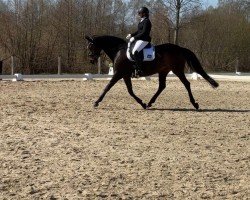 Dressurpferd Miss Sophie 33 (Oldenburger, 2012, von Sonnenreiter 3)
