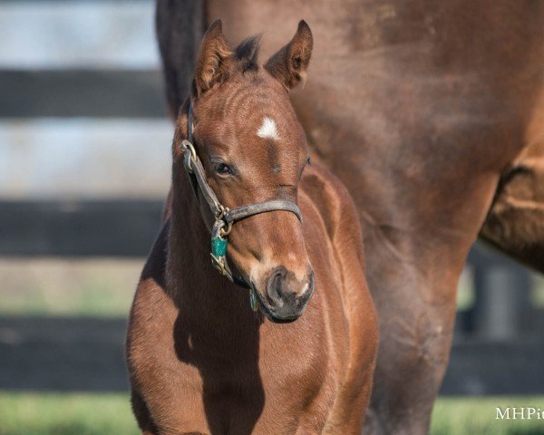 foal by Hengst von Good Magic xx (Thoroughbred, 2025, from Good Magic xx)