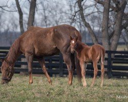 broodmare Lakeside Music xx (Thoroughbred, 2020, from Super Saver xx)