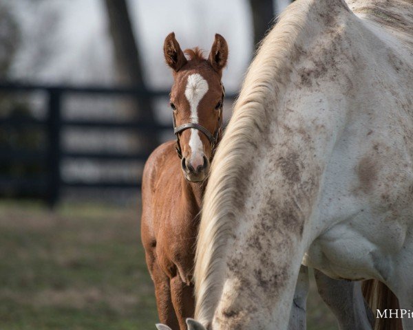 foal by Hengst von Gun Runner xx (Thoroughbred, 2025, from Gun Runner xx)