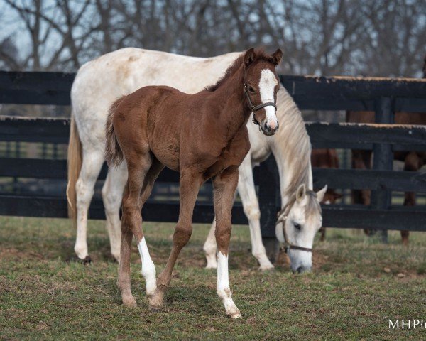 foal by Stute von Munnings xx (Thoroughbred, 2025, from Munnings xx)