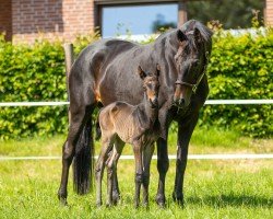 Dressurpferd Simply Brown (Trakehner, 2023, von Integer)