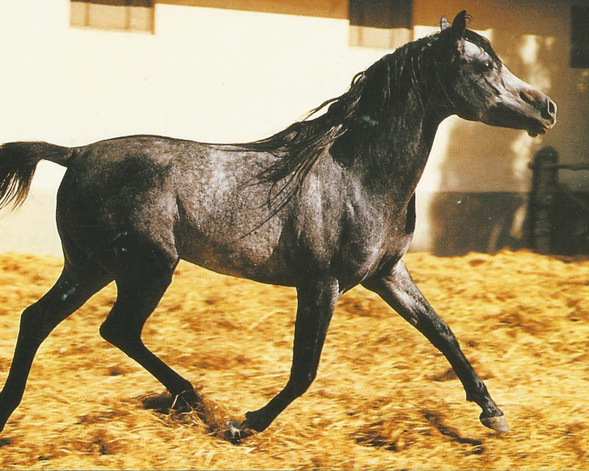 Deckhengst Mourad EAO (Vollblutaraber, 1968, von Gassir 1941 RAS)