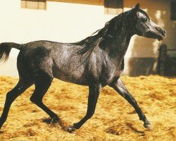 Deckhengst Mourad EAO (Vollblutaraber, 1968, von Gassir 1941 RAS)