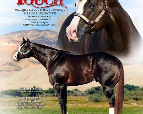 jumper Elusive Touch (Holsteiner, 2007, from Ephebe For Ever)