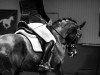 dressage horse Paolo H (Westphalian, 2008, from Pascavello)
