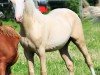 Dressurpferd Arvalon Smirnoff Ice (Welsh-Cob (Sek. D), 2010, von Dwyfor Scooby Do)