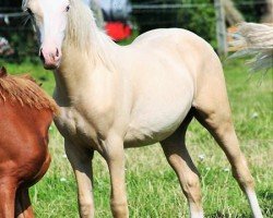 Dressurpferd Arvalon Smirnoff Ice (Welsh-Cob (Sek. D), 2010, von Dwyfor Scooby Do)