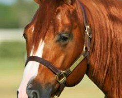 Deckhengst Cat Ichi (Quarter Horse, 2000, von High Brow Cat)