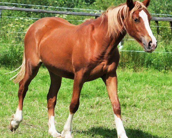 Pferd Arvalon My Rose (Welsh-Cob (Sek. D), 2010, von Nebo Danny)