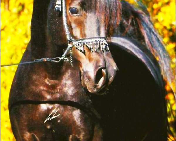 stallion GR Faleeh EAO (Arabian purebred, 2002, from Madallan Madheen EAO)