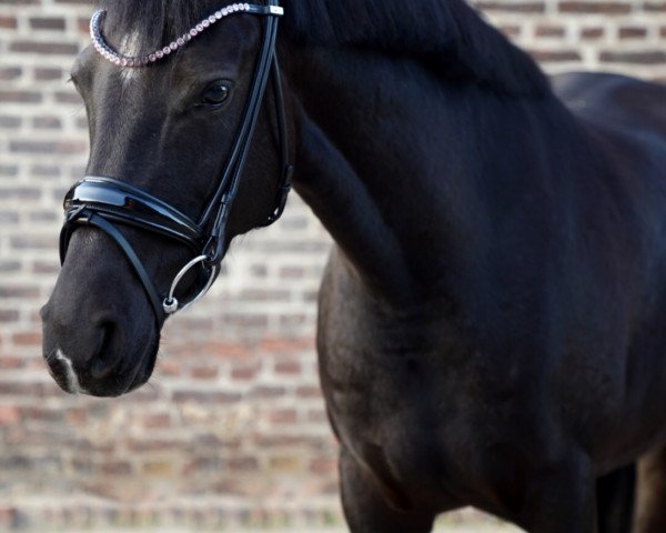 broodmare La Noire (German Riding Pony, 2013, from Bumerang)