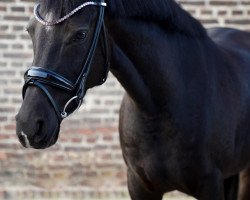 broodmare La Noire (German Riding Pony, 2013, from Bumerang)