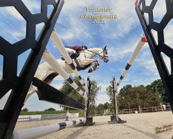 jumper Casadino (Hanoverian, 2016, from Casino Berlin OLD)