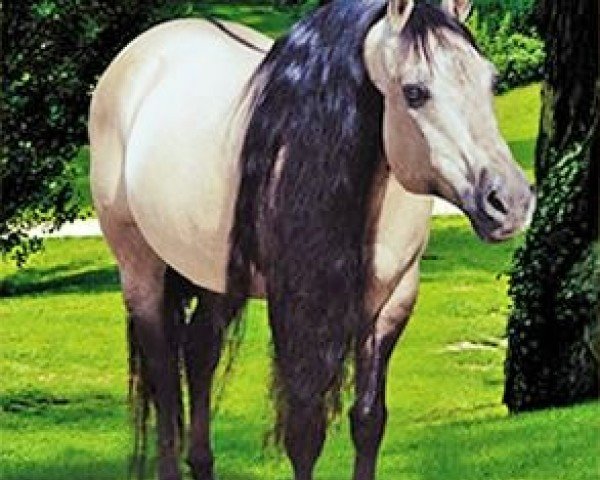 horse Sir Jack Frost (Quarter Horse, 1988, from Hollywood Jac 86)