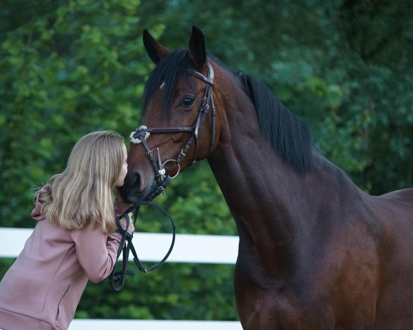 jumper Lady Dallas (German Sport Horse, 2015, from Dallas VDL Z)