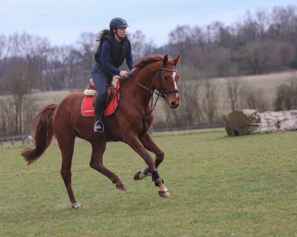 dressage horse Eddie the Eagle J (Oldenburg, 2021, from Erdinger)