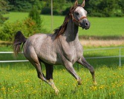 horse HF Martini (Arabian purebred, 2023, from A Magic Man of Kossack)