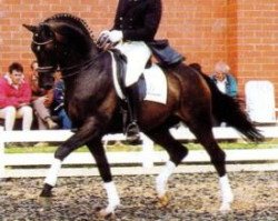 stallion Poker E (Trakehner, 1991, from Kokoschka)