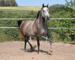 broodmare MS Malenka (Arabian purebred, 2014, from Aranik Kossack ox)