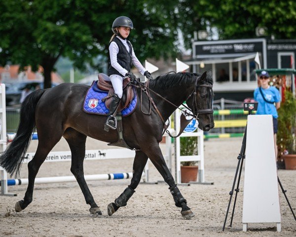 jumper Chakata (German Sport Horse, 2018, from Casario)
