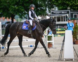 jumper Chakata (German Sport Horse, 2018, from Casario)
