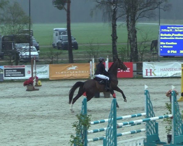 Reitturnier Westergellersen 2025