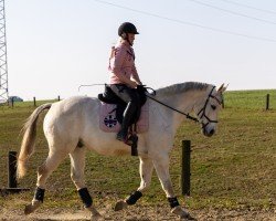 Springpferd Carlos Corlensky (Oldenburger, 2009, von Corlensky G)