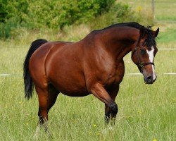 broodmare Muscata (Arabian purebred, 2009, from Vergil)