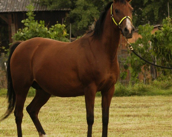 broodmare Matrika (Arabian purebred, 1998, from Pomarval ox)
