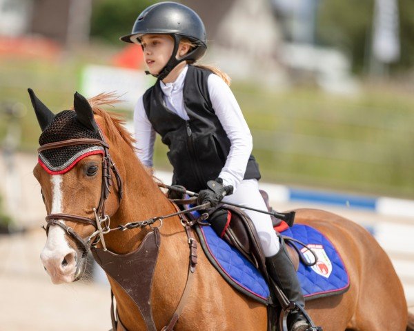 Springpferd Top Dino (Holländisches Reitpony, 2013, von Desperado)