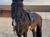 broodmare Lou 96 (Oldenburg show jumper, 2013, from L'Ami)