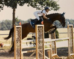 Springpferd Bambu (Rumänisches Warmblut, 2009, von Esprit)