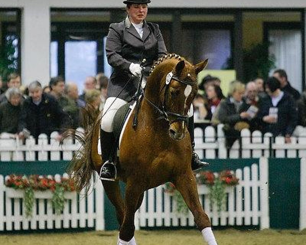 Deckhengst Rheinklang (Trakehner, 2002, von Gribaldi)