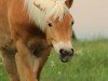 jumper Trixi 514 (Haflinger, 2013, from Maxl B-N)
