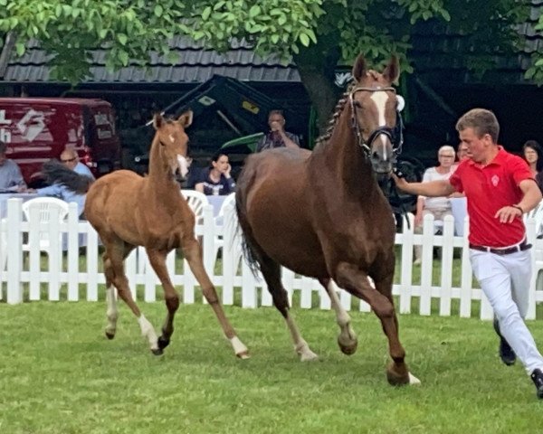 dressage horse Teyra R (Westphalian, 2021, from Taurus)