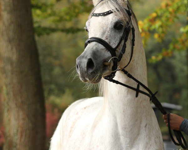 stallion S.M.A. Magic One ox (Arabian purebred, 2010, from Psytadel 1998 ox)