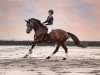 dressage horse Formsch (Westphalian, 2012, from Franziskus FRH)