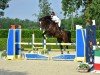 jumper Cantura II CH (Swiss Warmblood, 2017, from Comet A.S. FL.)