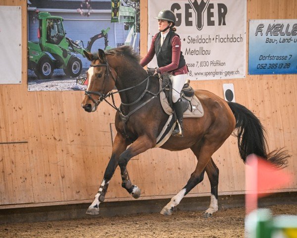 jumper Wiana CH (Swiss Warmblood, 2019, from Wiveau M)