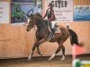 jumper Wiana CH (Swiss Warmblood, 2019, from Wiveau M)