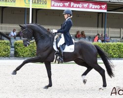 stallion Cum Laude (KWPN (Royal Dutch Sporthorse), 2010, from Apache)