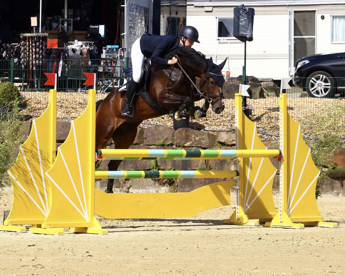 jumper Tussi 12 (Hanoverian, 2015, from Toulon)
