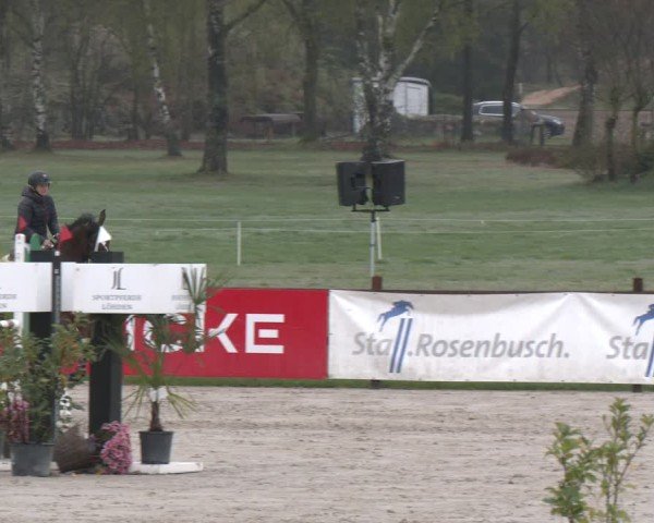 Reitturnier Westergellersen 2025