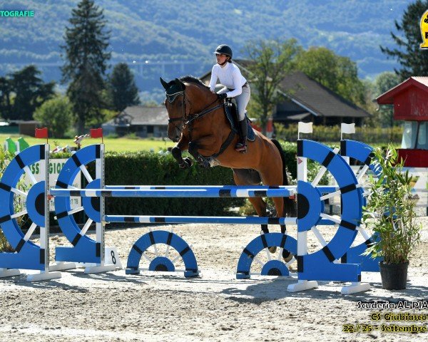 jumper Hella Easy (Slovakian Warmblood, 2013, from Quadam)