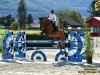 jumper Hella Easy (Slovakian Warmblood, 2013, from Quadam)