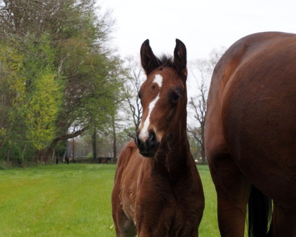 foal by Cafe`s Quiesel (Oldenburg, 2025, from Cafe's Don Rubin)