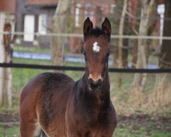 foal by Cafe's Christmas (Oldenburg, 2024, from Cafe's Don Rubin)