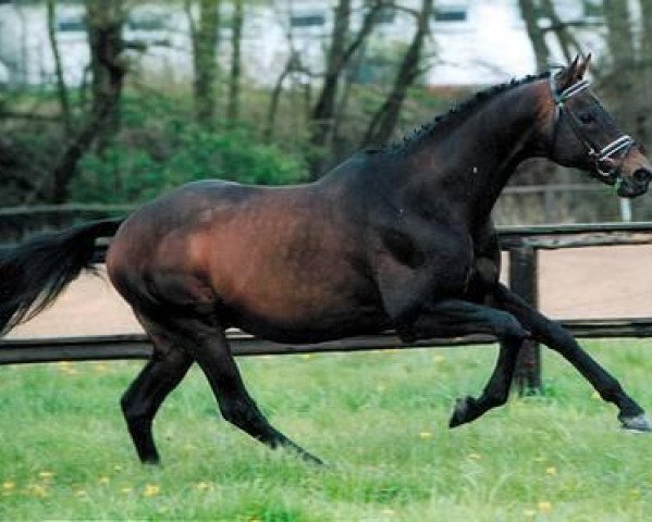 stallion Motley xx (Thoroughbred, 1984, from Best Turn xx)
