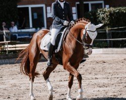 dressage horse Danny Da Costa 2 (Hanoverian, 2020, from Da Costa)